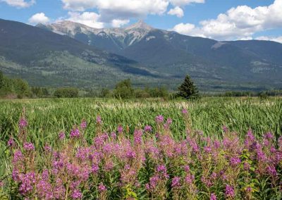Wild Flowers landscape